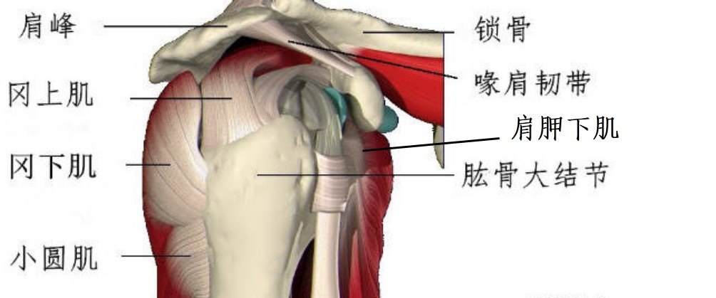 肩的结构图与名称图片图片