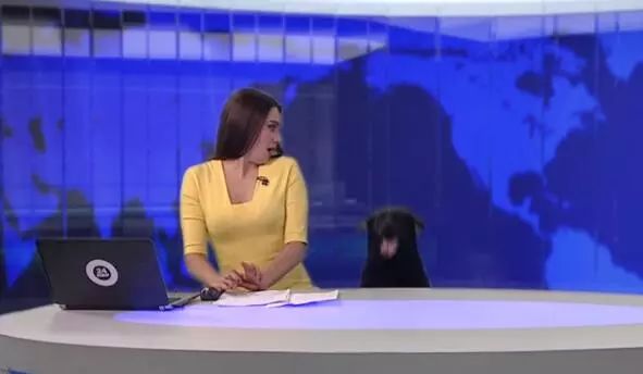 俄罗斯主持人直播时，突然闯进一只狗砸，提高了收视率
