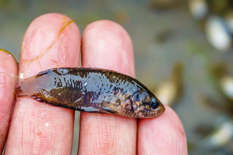 农村河里10种野生鱼你吃过几种最后一种放臭了也是美味