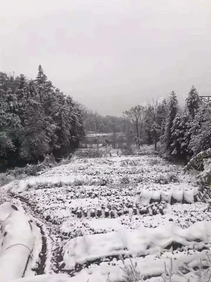 早晨醒來,文成綠水尖滑雪場白茫茫一片.啊友今天一早,大寺基是這樣的.