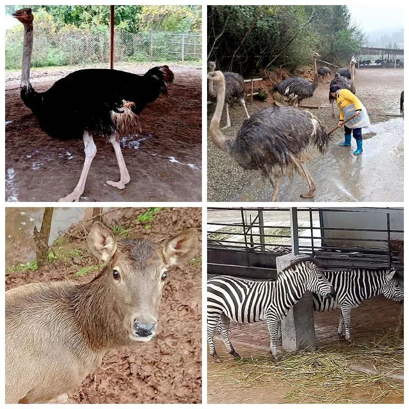 南充花好月圓動物園地址:南充市花好動物園位於蓬安縣利溪鎮花房子村