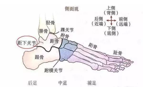 脚部位示意图图片