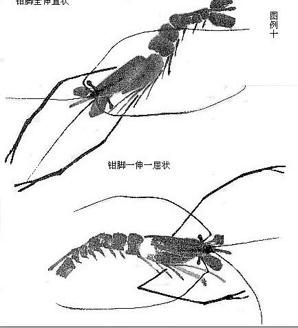 国画教程:水墨虾的画法