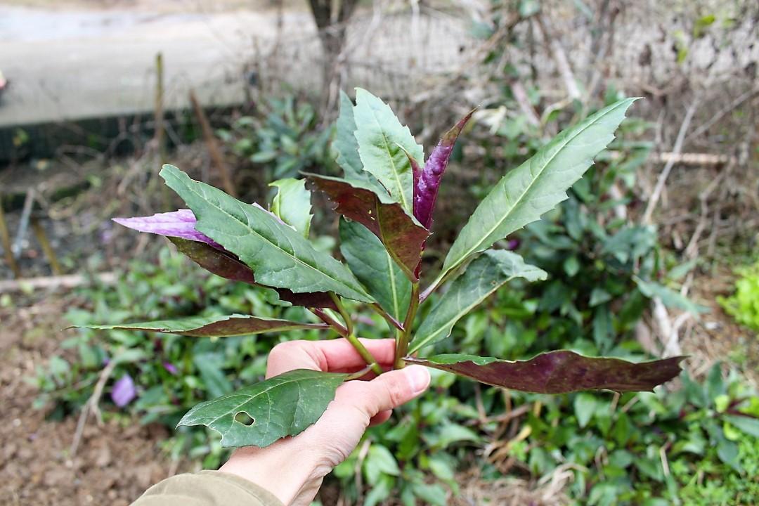 農家人的栽的紅鳳菜,生長環境天然綠色,無農藥汙染,少有害蟲侵害,生命