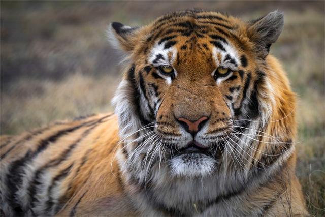 世界上最糟糕的動物園唯一倖存老虎被救伴侶已變木乃伊