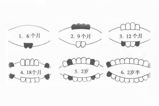 乳牙萌出顺序及时间如下图:乳牙的好坏绝对影响着恒牙的萌出顺序及