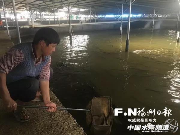 福建用這種產業鏈模式養殖鰻魚會碰撞什麼火花