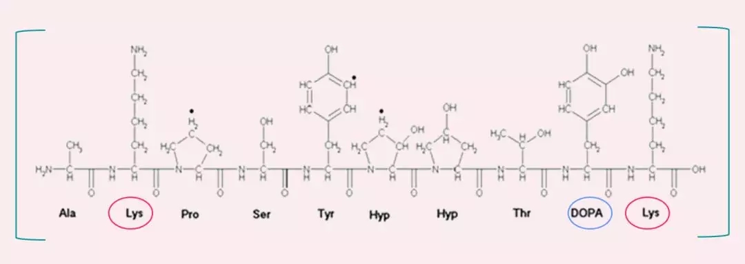 新型生物修复材料科普贻贝粘蛋白中篇