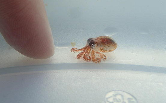 这只章鱼只有黄豆大小,是今年8月在夏威夷的kaloko