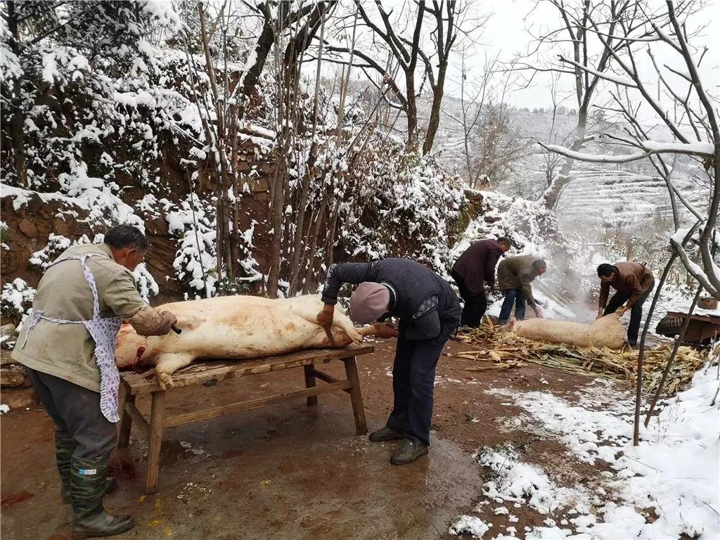 尋一元旦回宣威吃殺豬飯