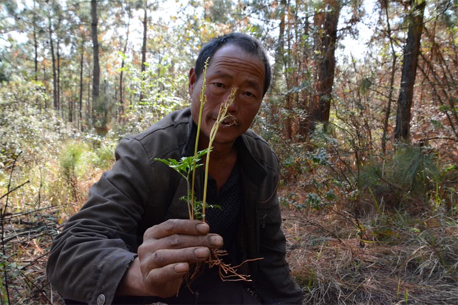 農村人真不容易自己挖草藥回來治病