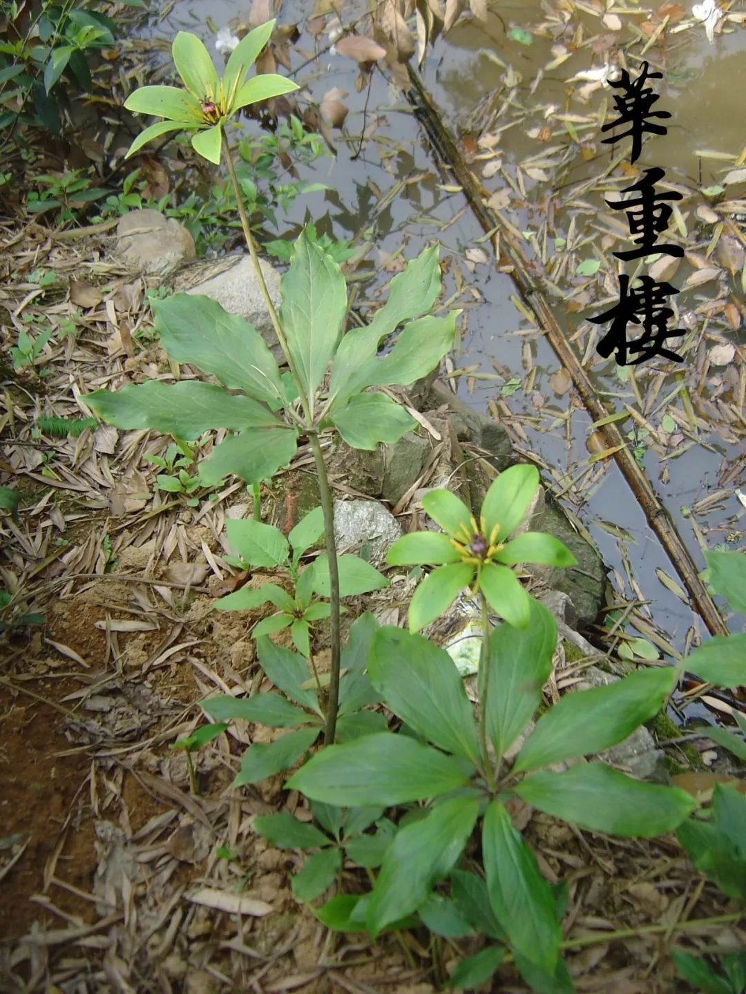 一日一味藥一日一芳香水上森林中草藥資源之華重樓