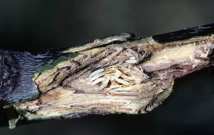 蟋蟀卵孵化全过程图片