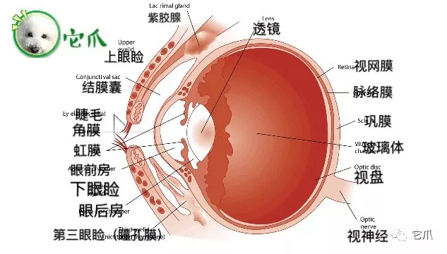 宠物眼部疾病这么多种类_眼睛