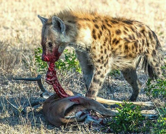 鬣狗捕食羚羊后立马开膛破肚直接选择内脏进食!