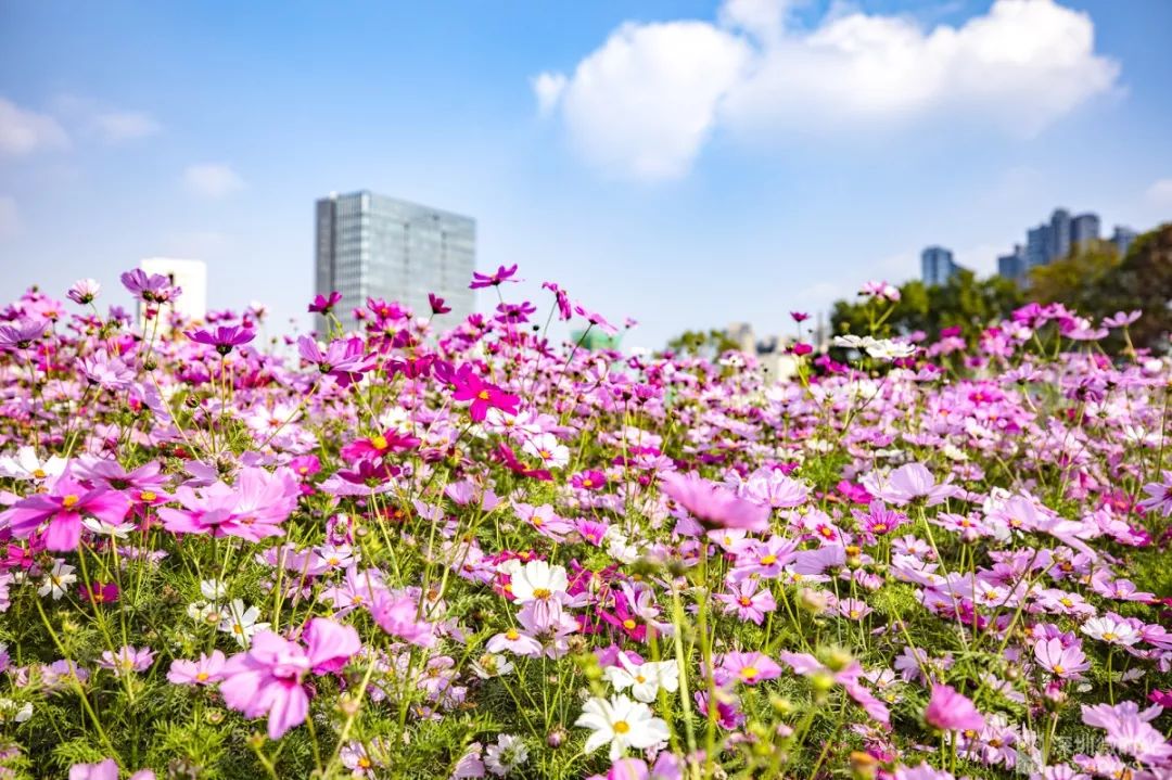 深圳坪山坑梓花海图片