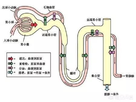 肾小管的分泌作用图解图片