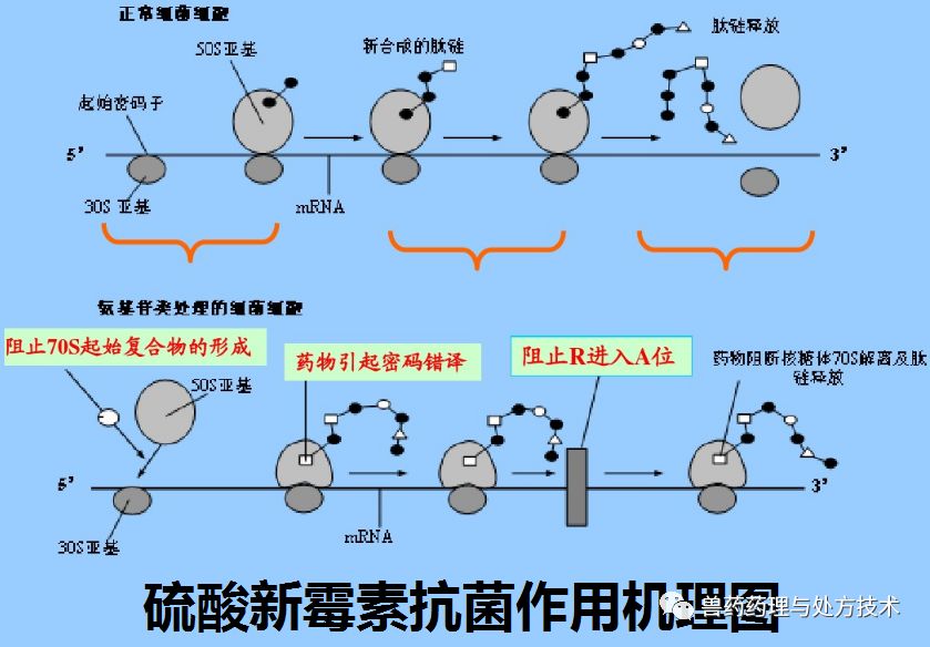 使新霉素的抗菌效能充分发挥的用法