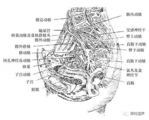 输卵管漏斗部图片