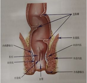 直肠齿状线的位置图片