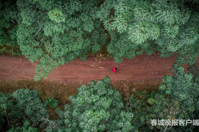 3天比赛探秘雨林风情,勐腊跨境越野跑完美收官