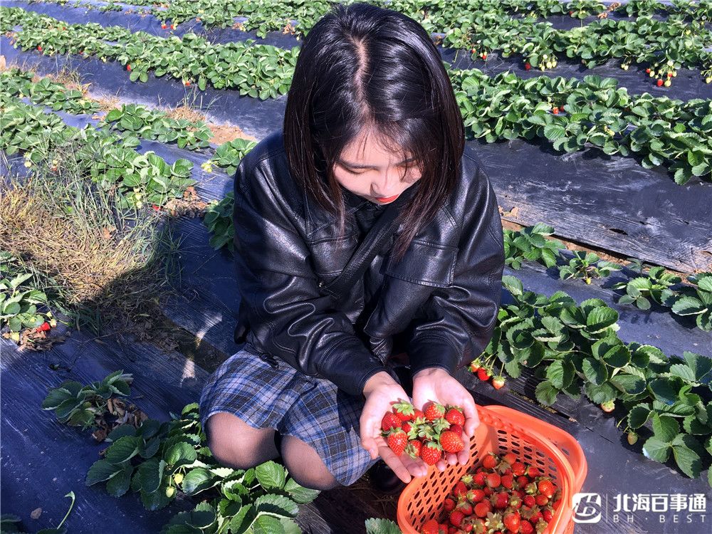 草莓红了北海冬季摘草莓地图地址攻略都在这里