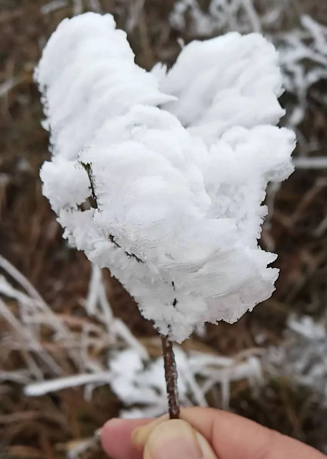 于都屏山牧场雪景图片