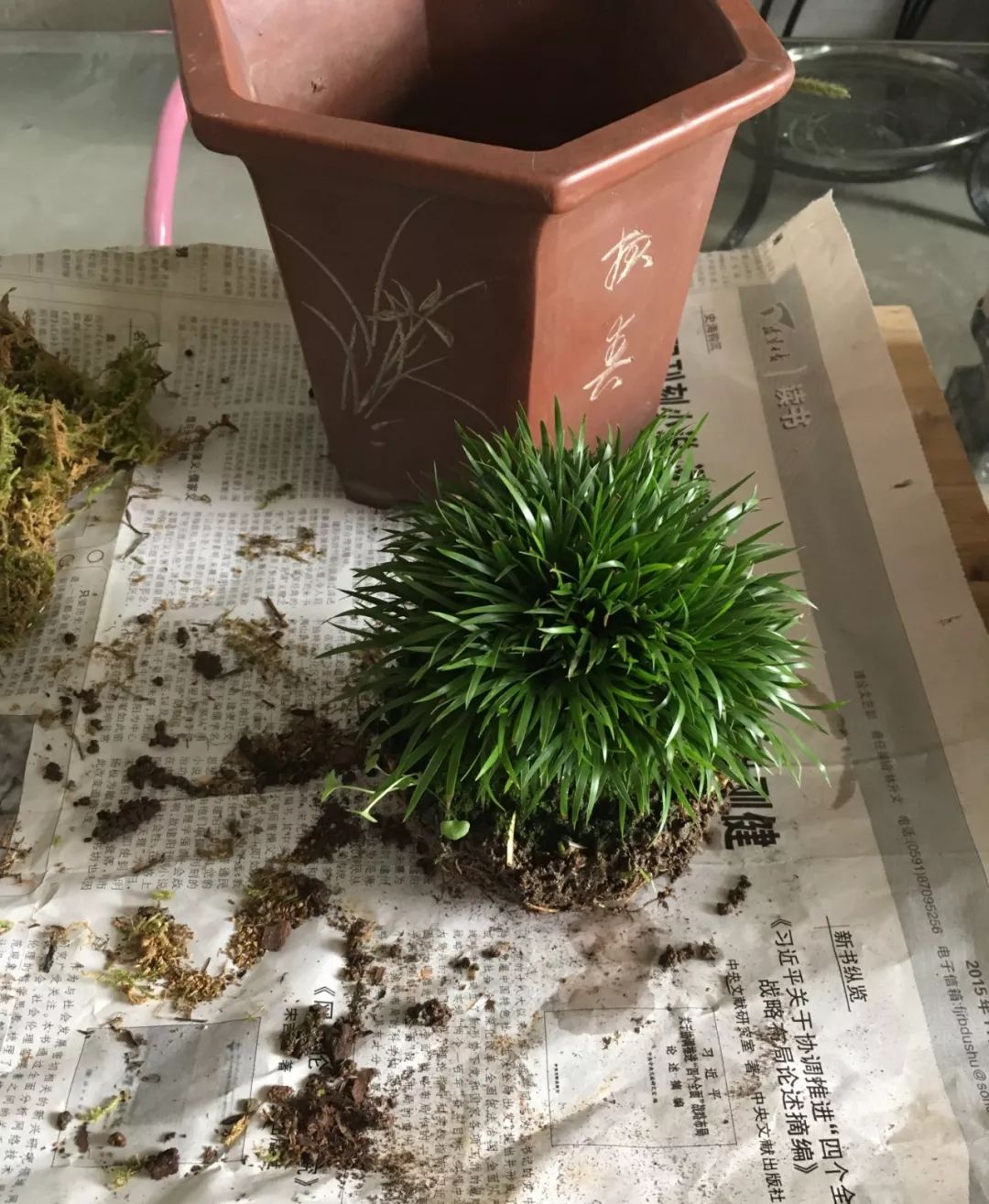 菖蒲植料的选择