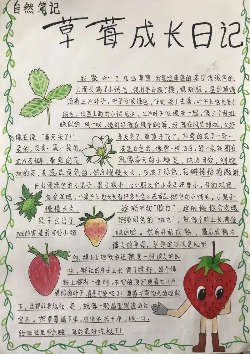 三年级写植物草莓图片