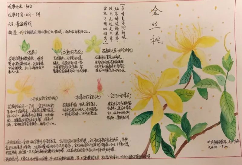 植物记录卡三年级桂花图片