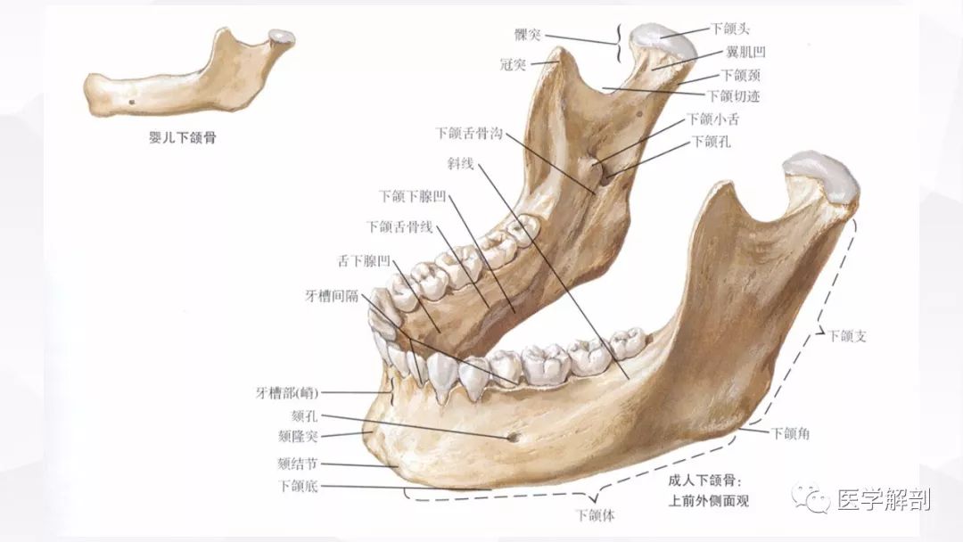 下颌解剖位置图片