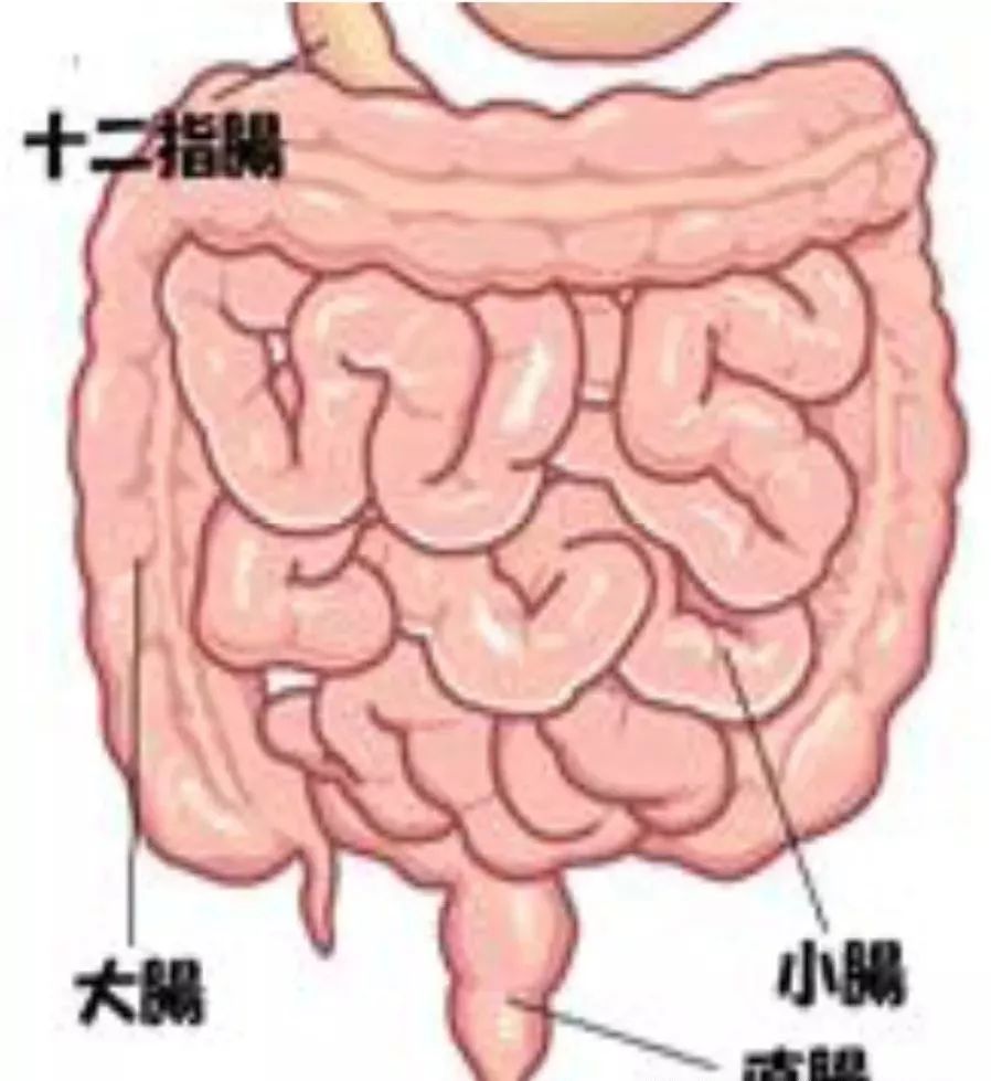 膠囊內鏡小腸檢查