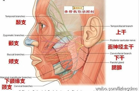 腮腺深浅叶解剖图图片