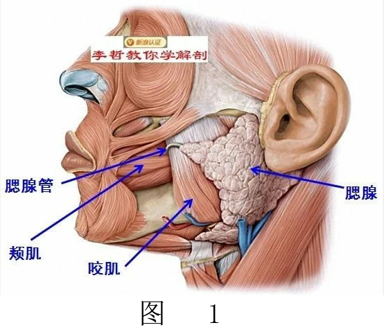 腮腺位置如图1,基本上位于耳垂周围,下缘到下颌角,前到咬肌前缘