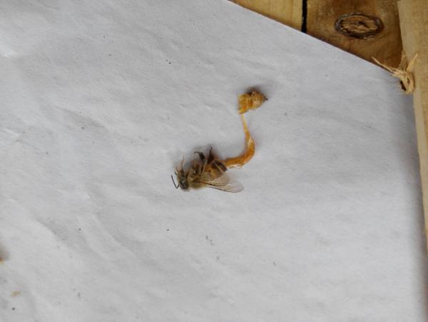 冬季蜜蜂死亡究竟是什么原因?或许有可能是爬蜂病,如何预防爬蜂