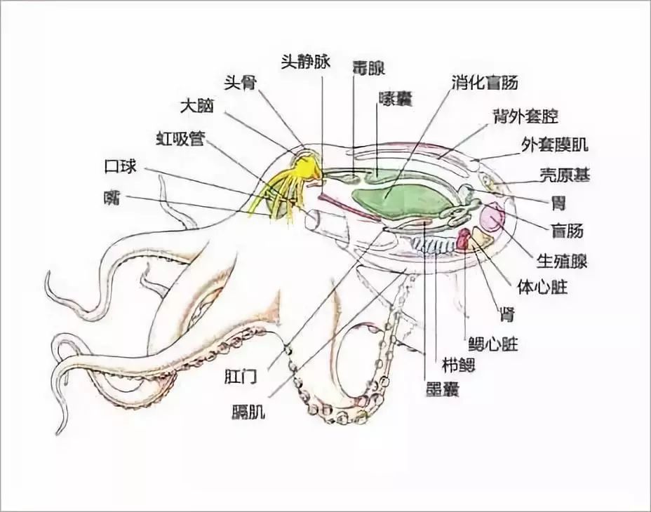 墨鱼的身体结构名称图图片