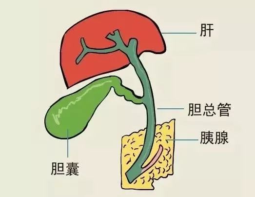 膽囊具有儲存膽汁的作用,用來幫助消化脂肪,還可以吸收其中的水分,讓