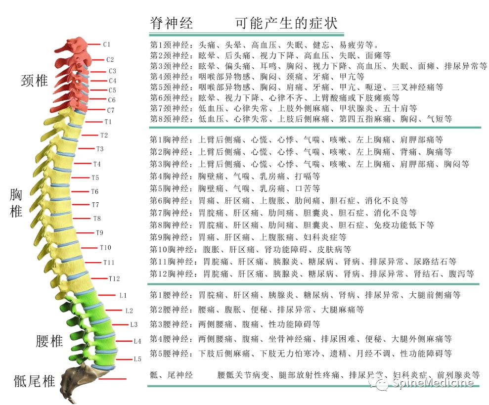 脊柱神经体表分布图图片