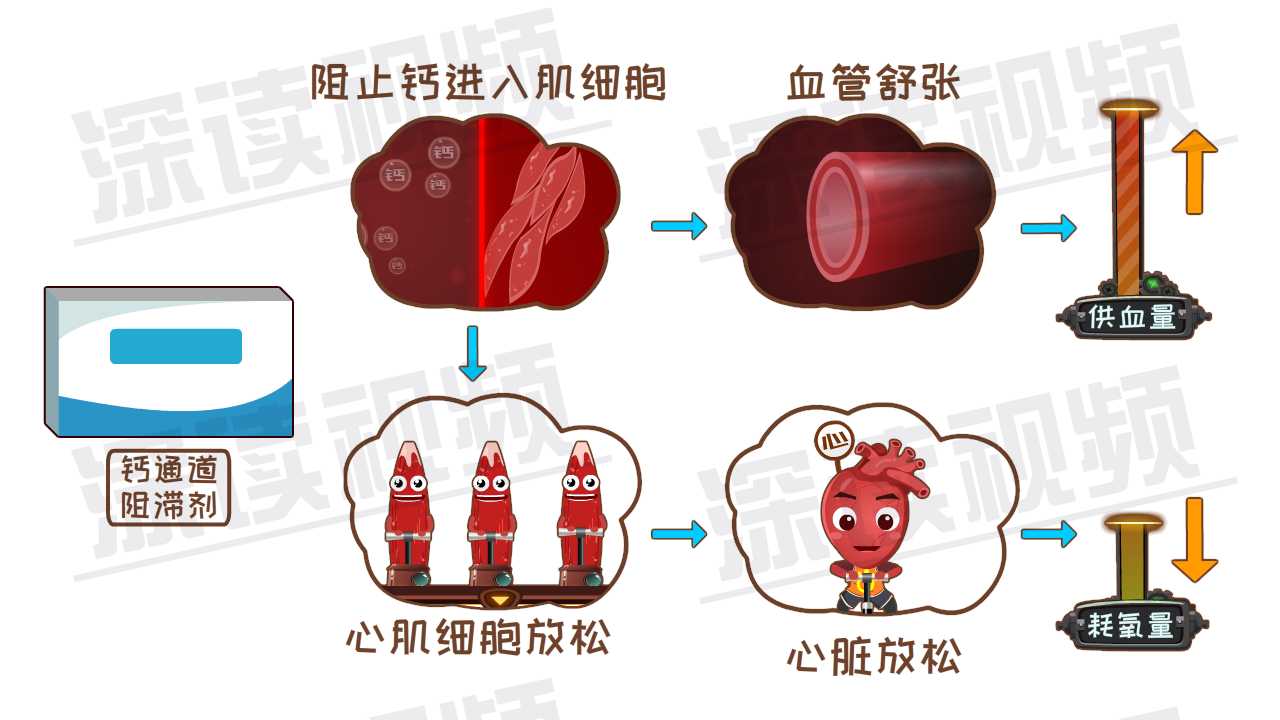 鈣進入肌細胞時,肌絲就會拉緊,心臟和血管收縮.