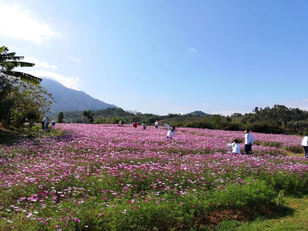 河源哪里有花海景点图片