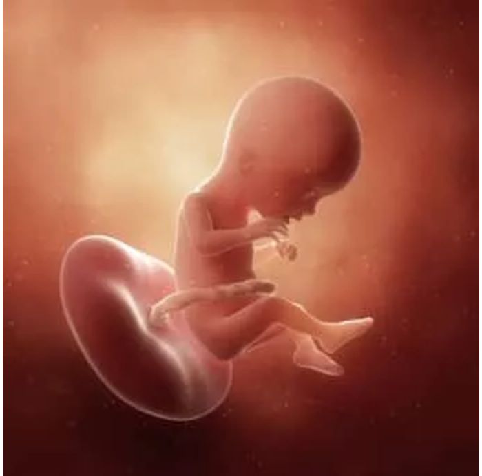 孕17周的双胞胎胎儿发育图7070:孕17周的胎宝宝有雪梨那么大了