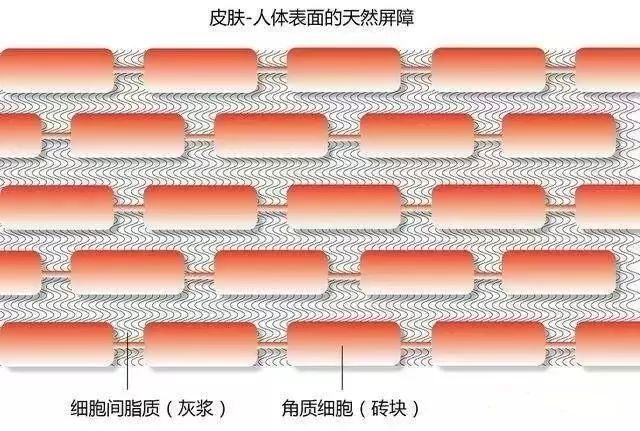 (圖為皮膚屏障的