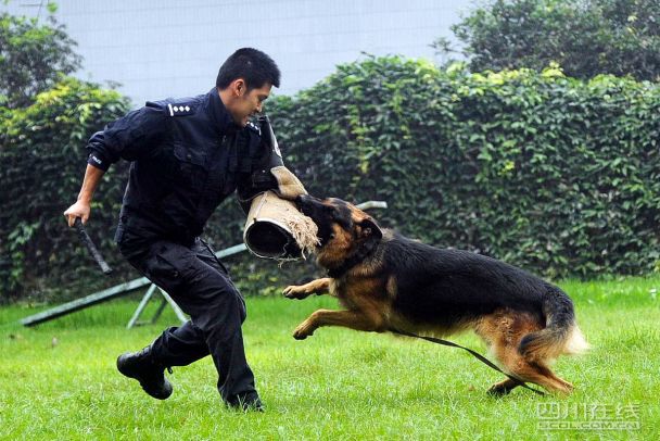 電影《滅狐行動》致敬我們最忠誠的朋友!_警犬