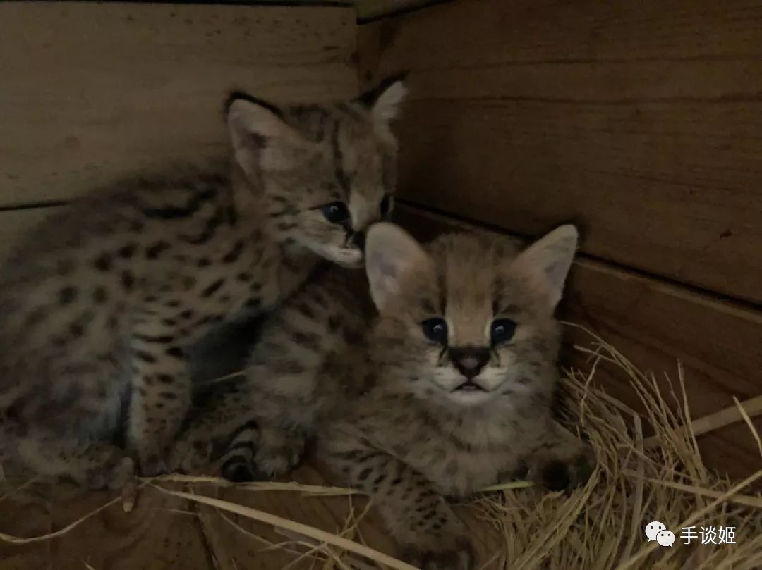 現如今,藪貓寶寶們已經長大不少,上海動物園的藪貓飼養員曾為它們公開