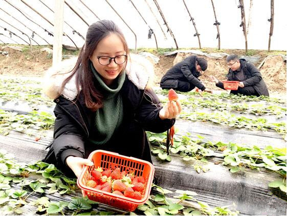 河津市柴家乡北原奶油草莓抢鲜上市