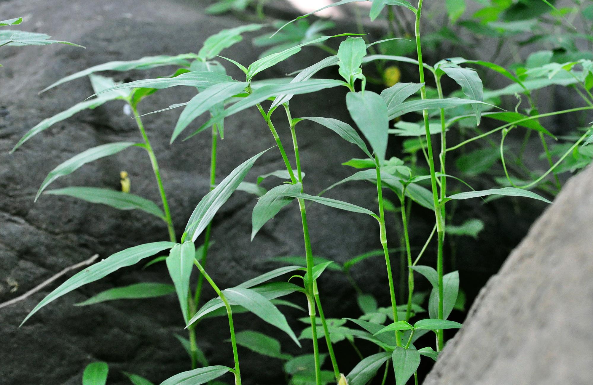 像竹叶草的植物图片图片