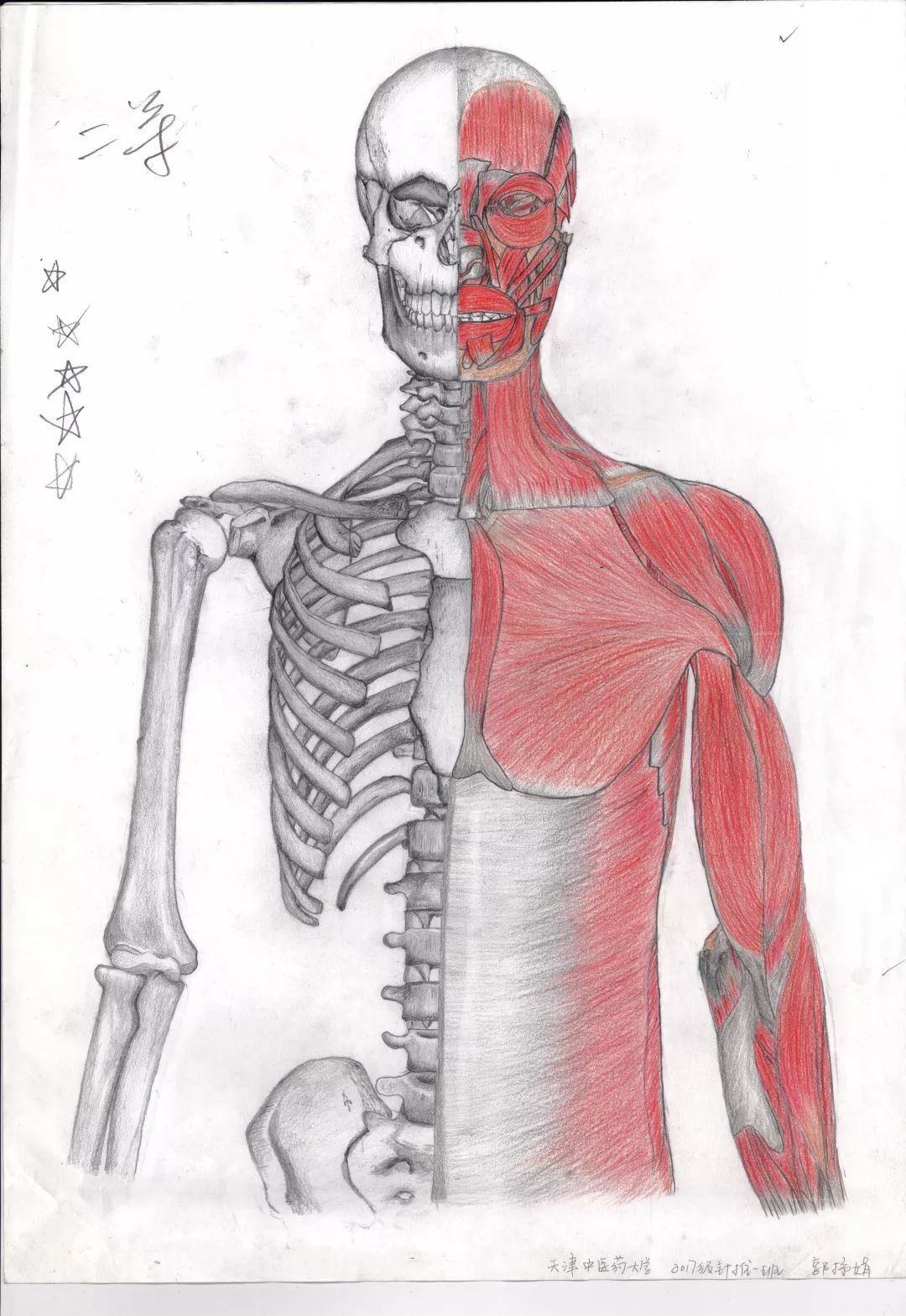 天中活动当医学生拿起画笔我校学生参加全国医学生解剖绘图大赛获奖