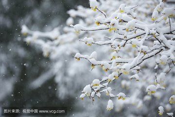 雪滿塞外,他說:彷彿一夜之間春風吹來,樹上有如梨花競相開放