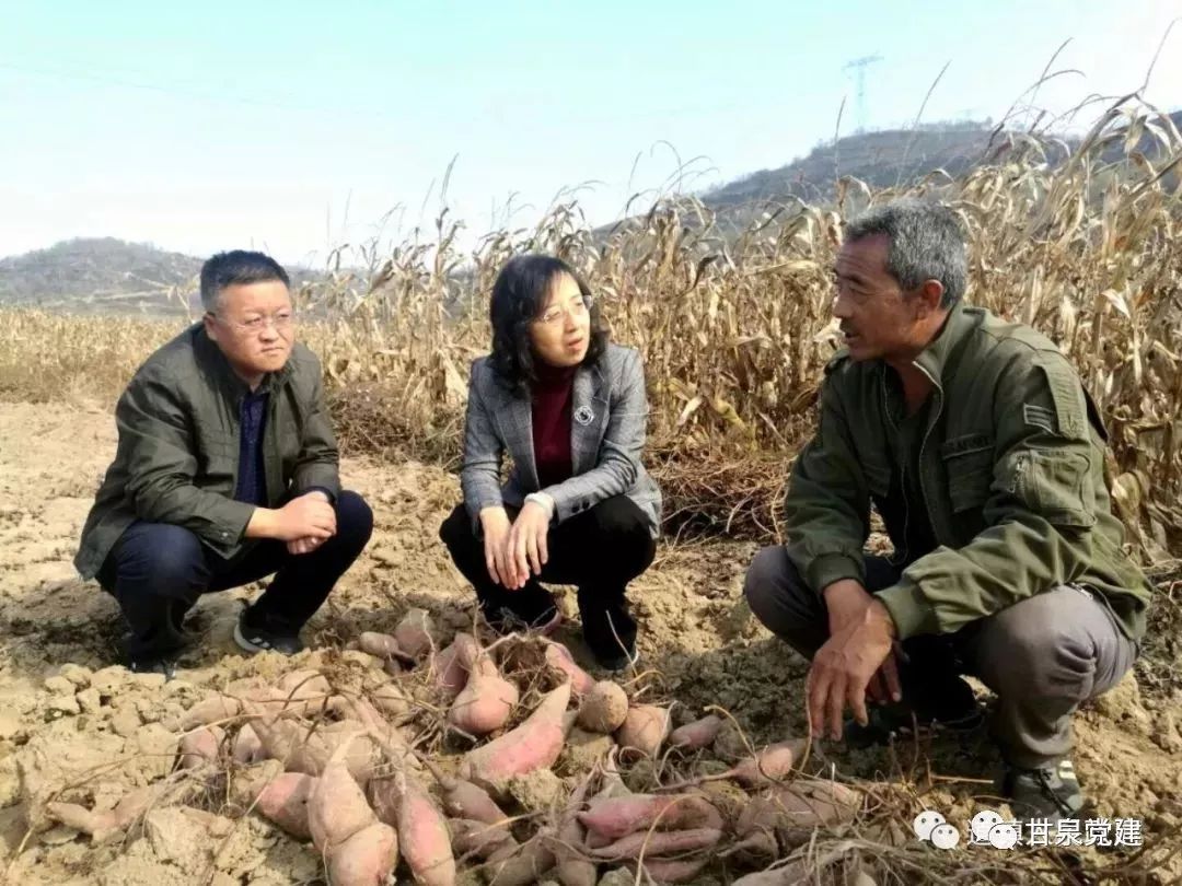 红薯书记高永柱要让府安红薯成为大产业