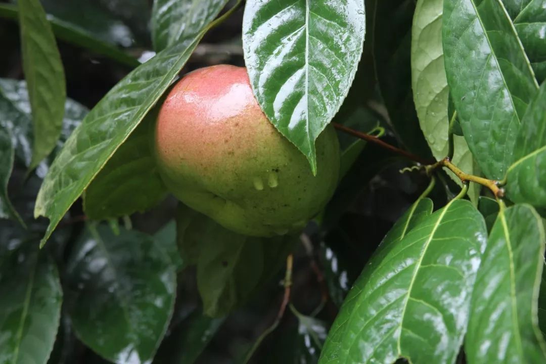 大果红花油茶果大小是普通白花油茶果的10-20倍,营养价值也更高,特别